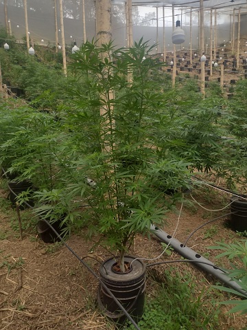 C Mo Cultivar Cannabis En Colombia Cl Nica Virtual De Cannabis